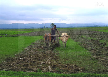 Farmers in Arakan Region Struggle to Continue Amid Rising Costs, Call for Urgent Support