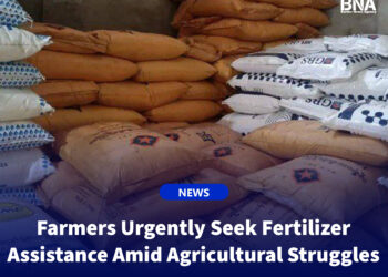 Farmers Urgently Seek Fertilizer Assistance Amid Agricultural Struggles