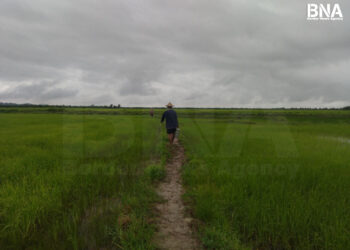 Rakhine Farmers Struggle as Rice Prices Fall Amid Lack of Buyers