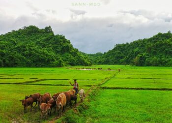 Ten Cows Go Missing in Kine Gyi Village, Maungdaw Township