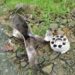 Artillery Shell Lands Inside Tanbyae Hlan Village, Ponnagyun Township
