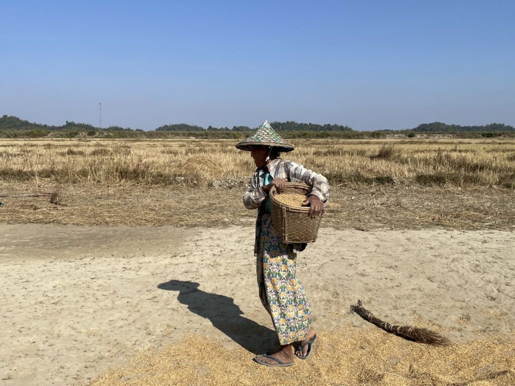 (Photo: Paddy being sun-dried in Arakha / BNA)