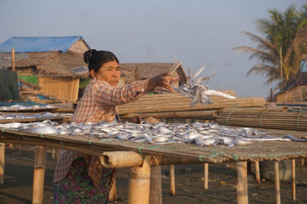 (Photo: Dried fish being sun-dried in Arakha / BNA)