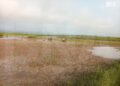 Over 1,000 Acres of Rice Fields Damaged After Water Enters Kalapone Dam in Mrauk-U