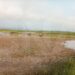 Over 1,000 Acres of Rice Fields Damaged After Water Enters Kalapone Dam in Mrauk-U