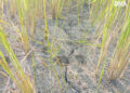 Farmers in Ponnagyun Township Urgently Need Assistance
