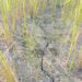 Farmers in Ponnagyun Township Urgently Need Assistance