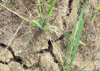 Arakanese Farmers in Need of Assistance