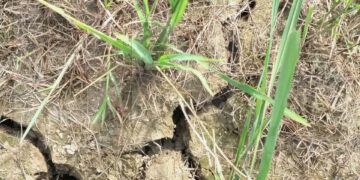 Arakanese Farmers in Need of Assistance