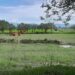 Land Reportedly Set for Compulsory Acquisition in Mrauk-U Township Being Surveyed and Demarcated