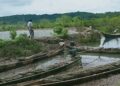 Families Urge AA to Release Eight Displaced People Detained for Cutting Firewood for Daily Wages in Ramree