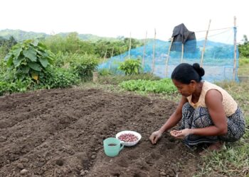 How Can Farmers Protect Their Crops from El Niño?